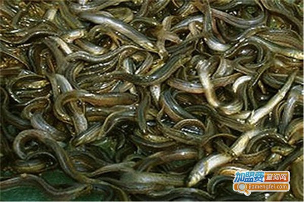 金丰9号泥鳅加盟费