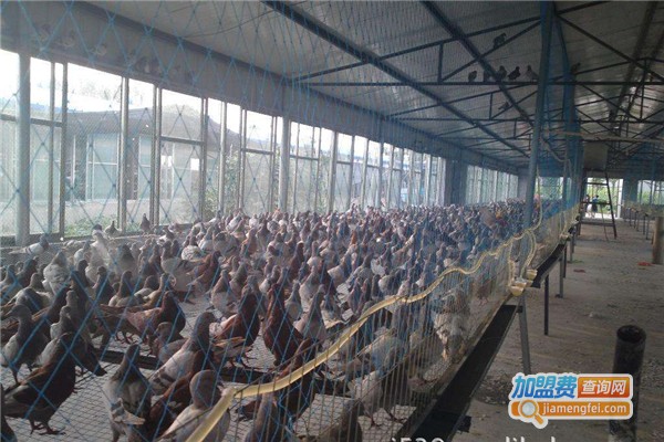 金龙全蝎养殖加盟费