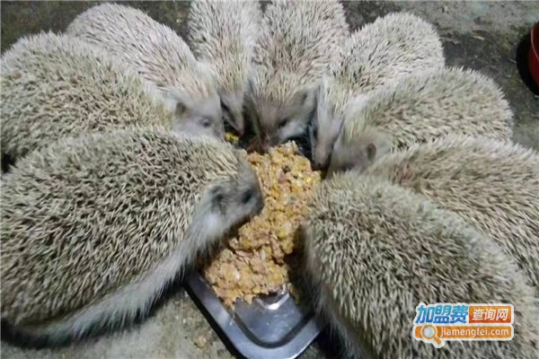 正大新天地刺猬养殖加盟费