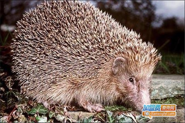 正大新天地刺猬养殖加盟费