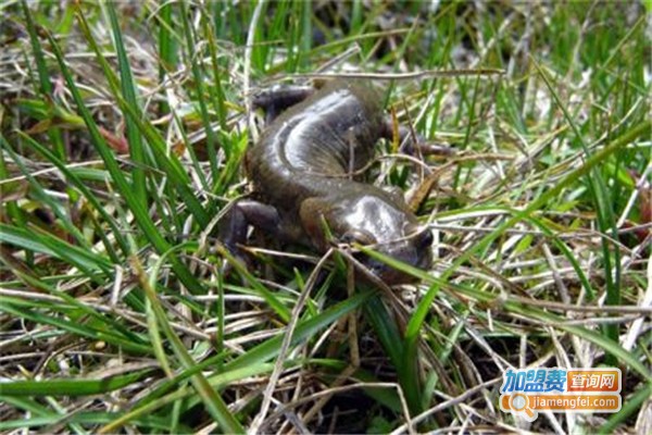 富硒大鲵室内立体养殖加盟费