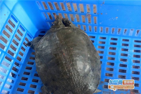 药鳖九号土元加盟费