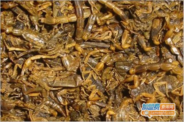 华科药蝎养殖加盟费