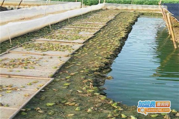 农科9号泥鳅养殖加盟费