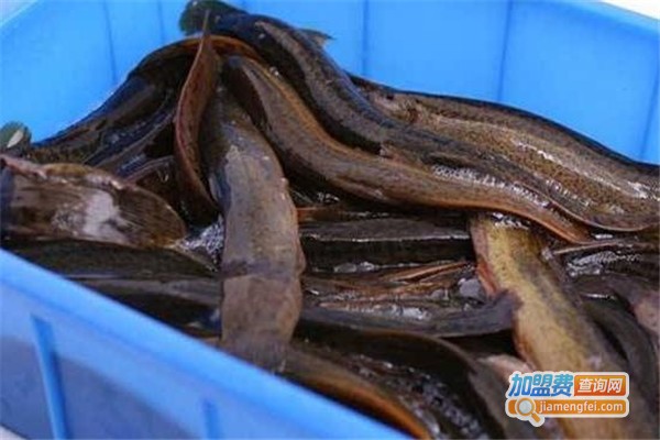 益辰泥鳅养殖加盟费