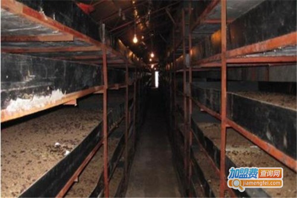 湘农九号土元加盟费