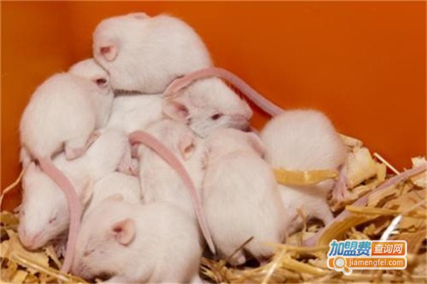 中华一号小白鼠加盟费