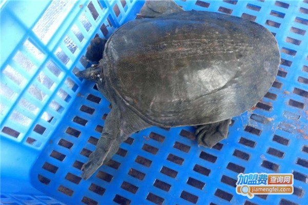 一号金鳖王加盟费