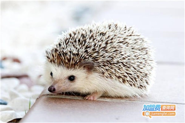 针刺王刺猬加盟费