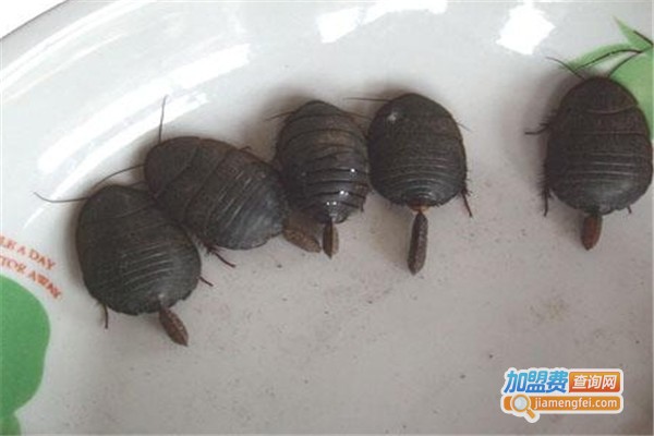 湘农九号土元加盟费