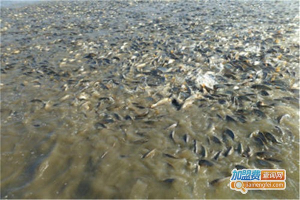 丰和9号泥鳅养殖加盟费