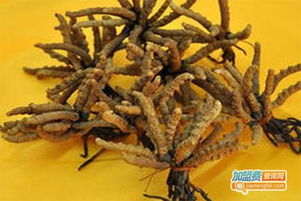 金华虫草种植加盟费