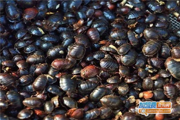 农达9号土元加盟费