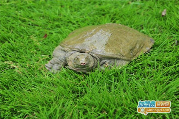 一号金鳖王加盟费