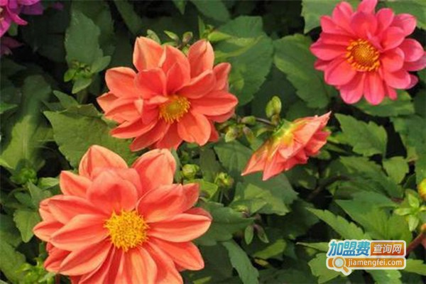 七彩花卉加盟门店