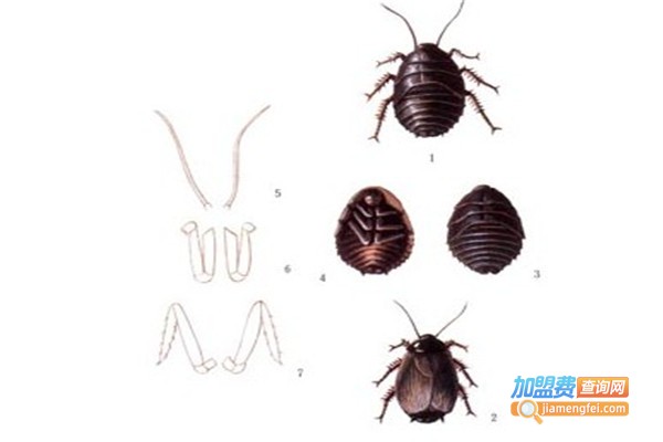 金科地鳖养殖加盟费