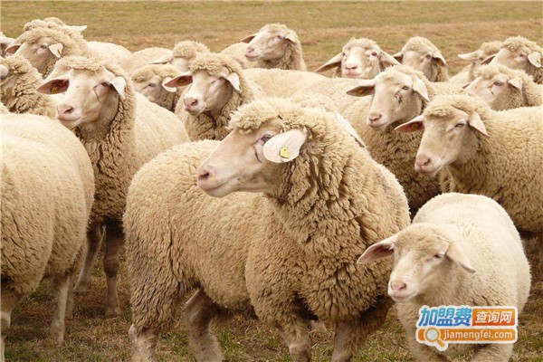 兆辉养殖加盟费