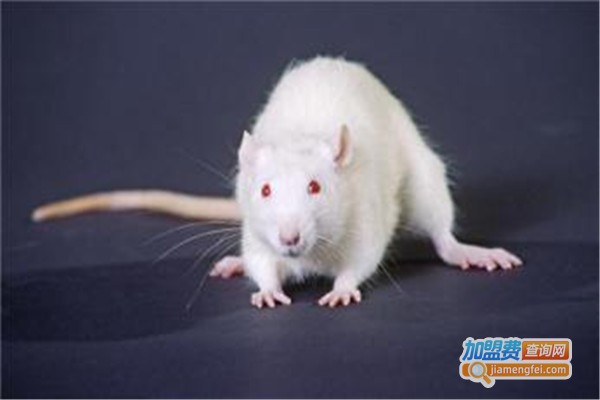 中华一号小白鼠加盟费