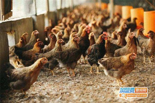 华宝土元加盟费