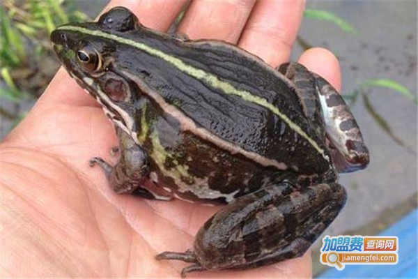 科农8号黑斑蛙加盟费