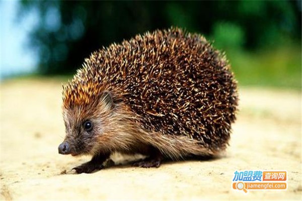 针刺王刺猬加盟费