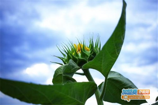 阳光雨露养殖加盟费