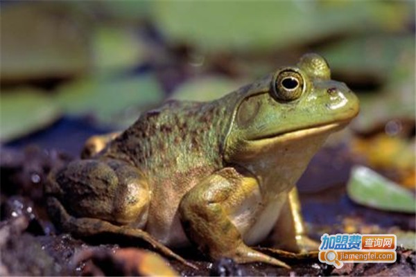 海纳百川美蛙加盟费