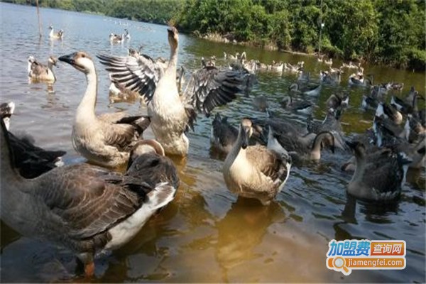 新益达养殖加盟费