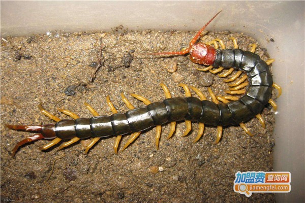 金科利民蜈蚣养殖加盟费