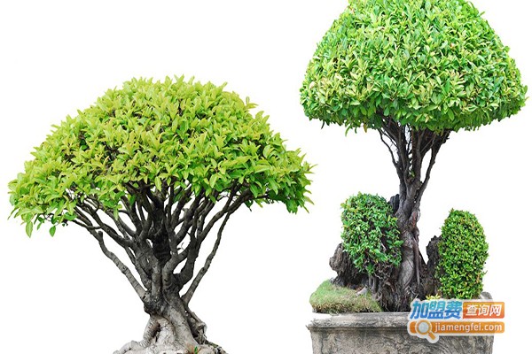 汇景轩仿真植物加盟费