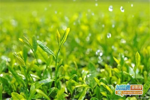 阳光雨露养殖加盟费