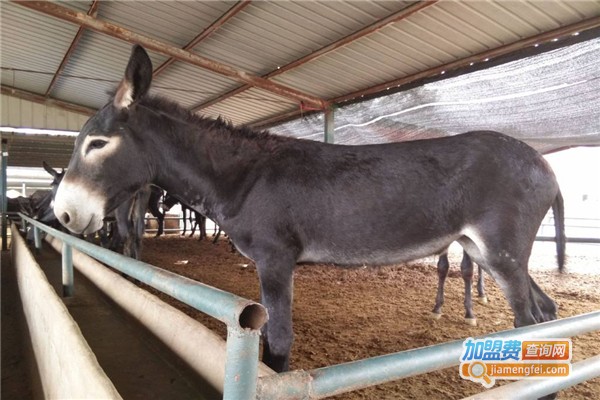 博农养殖加盟费