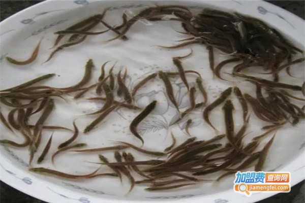 民安泰泥鳅养殖加盟费