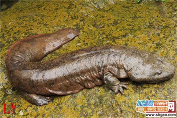 富硒大鲵室内立体养殖加盟费