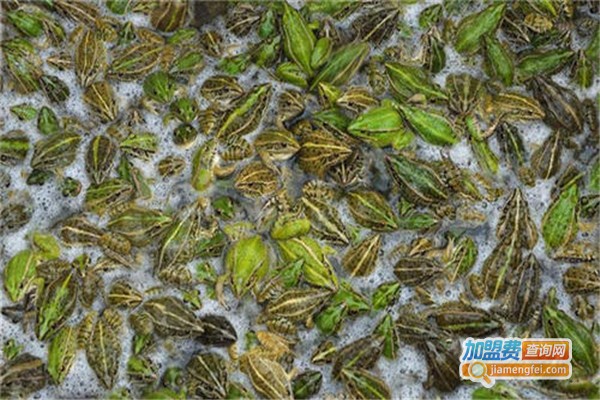 卧龙9号泥鳅养殖加盟费