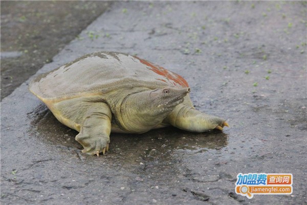 一号金鳖王加盟费