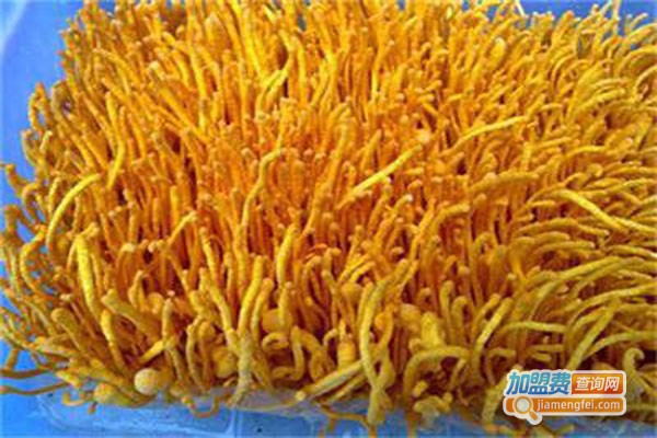 民创金虫草加盟