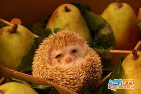 华夏圣宝刺猬加盟