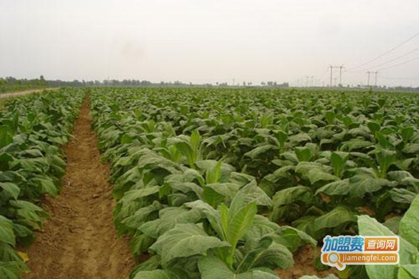 生命一号植物酶加盟门店