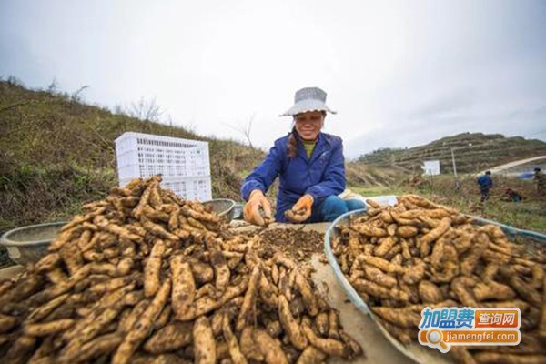 农普瑞天麻种植