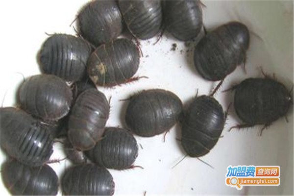 鲁宝九号土元