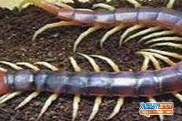 丰润9号蜈蚣养殖加盟