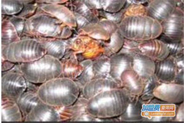 金土元六号加盟费