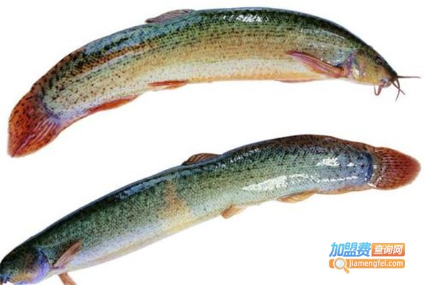 金鑫泥鳅加盟费