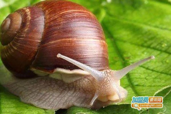 隆诚白玉蜗牛养殖加盟