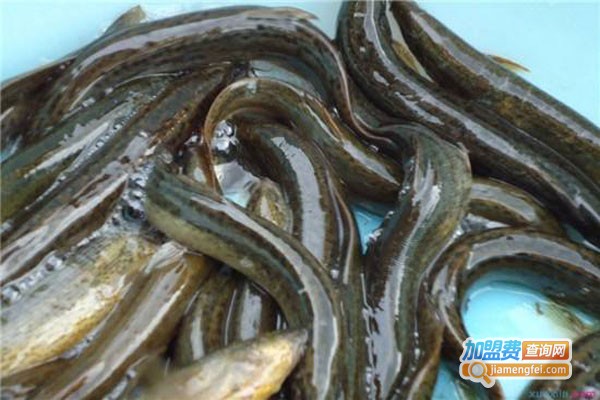 裕农9号泥鳅养殖加盟