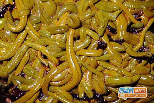 千江科汇水蛭养殖加盟