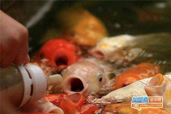 鱼你同乐吃奶鱼