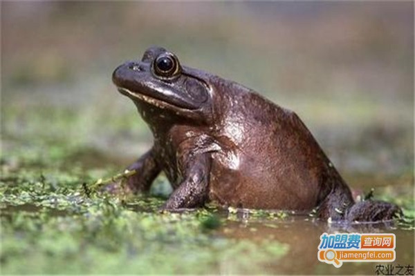 农广天地美国牛蛙