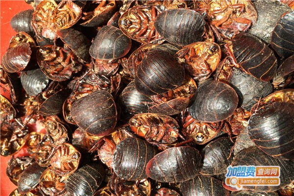 邦富9号土元加盟费